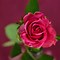 Image result for Apple iPhone Rose Wallpaper