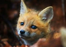 Image result for Cool Fox Wallpaper