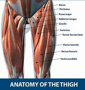 Image result for What Are the Muscles for Your Thigh