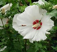Image result for Hibiscus syriacus Cielo