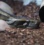 Image result for Top 10 Largest Snakes