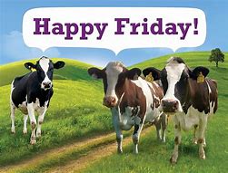 Image result for Happy Friday Meme Cow Humor