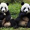 Image result for Giant Panda Standing