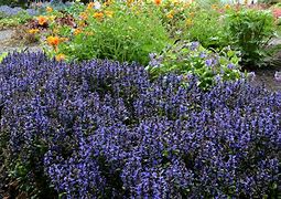 Image result for Ajuga reptans Blueberry Muffin