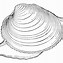 Image result for Clam Clip Art Black and White