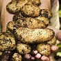Image result for Irish Potato Famine