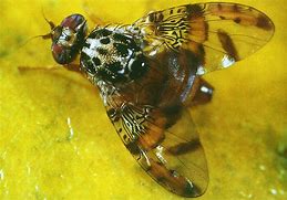 Image result for "mediterranean-fruit-fly"