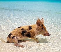 Image result for Exuma Bahamas Pigs Baby