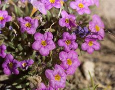 Image result for Purple Plants in Monument Valley AZ