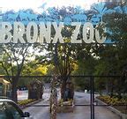 Image result for Ohio zoo tiger COVID