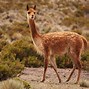 Image result for vicuña