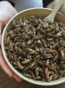 Image result for Dried Insects