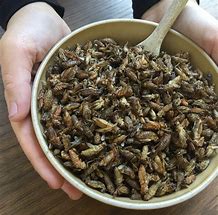 Image result for Edible Crickets