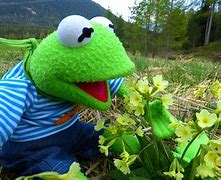 Image result for Kermit Looking Out Window Drinking Tea Meme