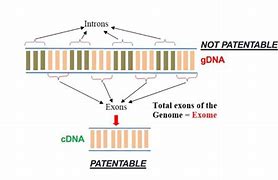 Image result for cDNA gDNA