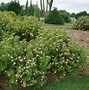 Image result for Potentilla fruticosa Pink Paradise