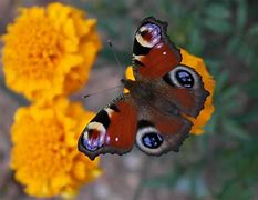 Image result for Cartoon Insect Wings