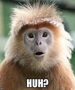 Image result for Monkey Meme Ahh