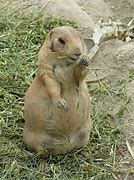 Image result for Prairie Dog Phone Case