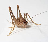 Image result for Brown Cricket Insect