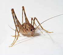 Image result for Spiders That Look Like Crickets