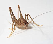Image result for Virginia Cave Cricket