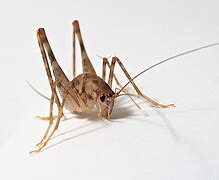 Image result for Different Crickets