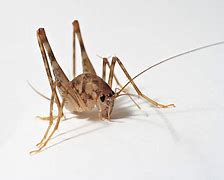 Image result for Image of Cricket Insect