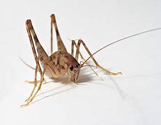 Image result for Cricket Insect vs Grasshopper