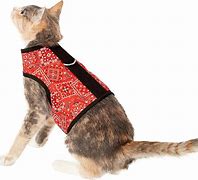 Image result for Kitty Holster Cat Harness