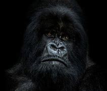 Image result for Great Ape