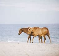 Image result for Assateague Island Horses Round Up Photography