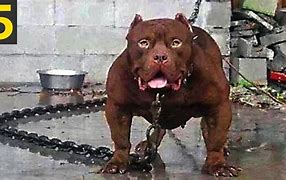 Image result for 15 Most Dangerous Dogs