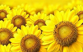 Image result for Yellow Flower Screensavers