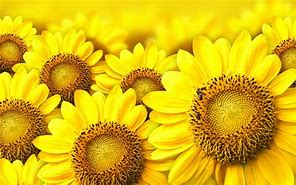 Image result for Yellow Flower Wallpaper