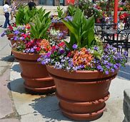 Image result for Tall Container Plants