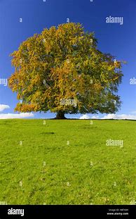 Image result for Single Beech Tree