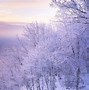 Image result for January Season Pic