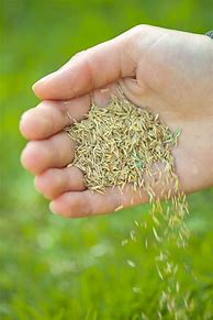 Image result for Planting Grass Seed