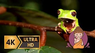 Image result for Frog Chillin