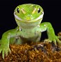 Image result for All Types of Exotic Lizards