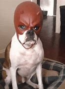 Image result for Batman Mask Dog Meme