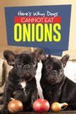 Image result for Dog Eating Onions