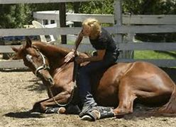 Image result for Bonnie Lucas Horse Trainer