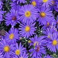 Image result for Aster Ibiza (Dumosus-Group)