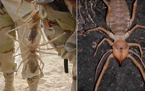 Image result for Iraq Camel Spider Bite