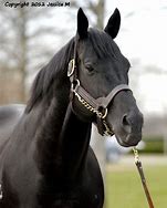 Image result for Black Thoroughbred Horse
