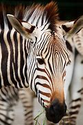 Image result for Zebra 220