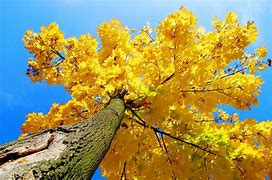 Image result for Yellow Maple Tree