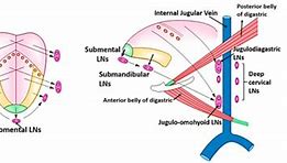 Image result for Papilloma of Tongue